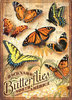 Puzzle Schmetterlinge Nordamerikas